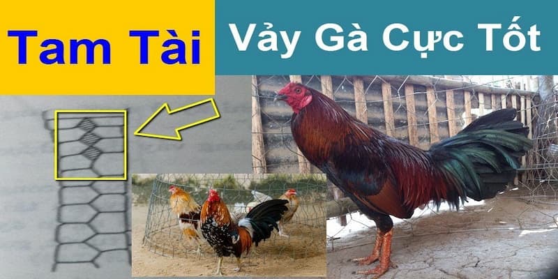 Giới thiệu vảy gà tam tài